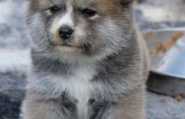 Akita Inu akita japońska szczenięta zkwp 3