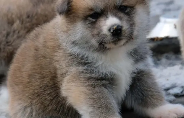 Akita Inu akita japońska szczenięta zkwp 6