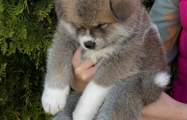 Akita Inu akita japońska szczenięta zkwp 7