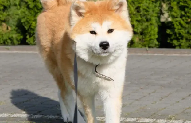 Akita Inu akita japońska szczenięta zkwp 9