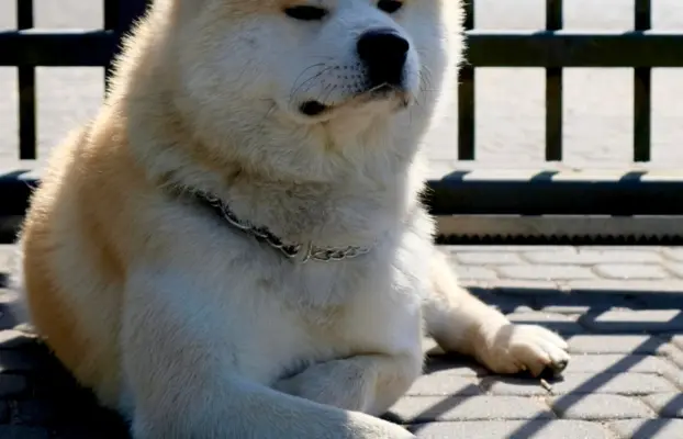 Akita Inu akita japońska szczenięta zkwp 10