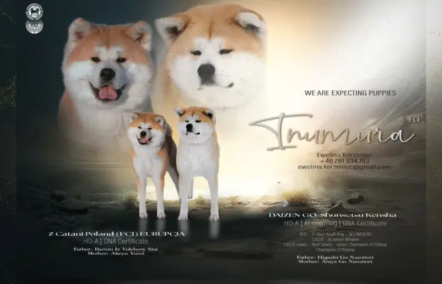 Akita Inu akita japońska szczenięta zkwp 1