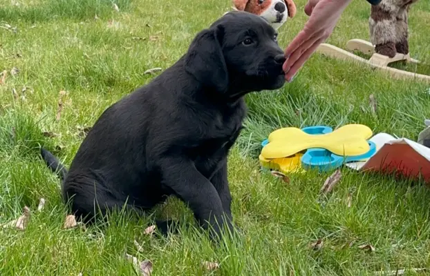 Szczenięta po matce pracującej w dogoterapii 3