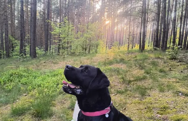 Szczenięta po matce pracującej w dogoterapii 10