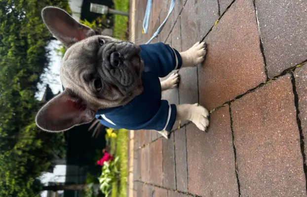 Buldog francuski – maluchy gotowe do odbioru 5