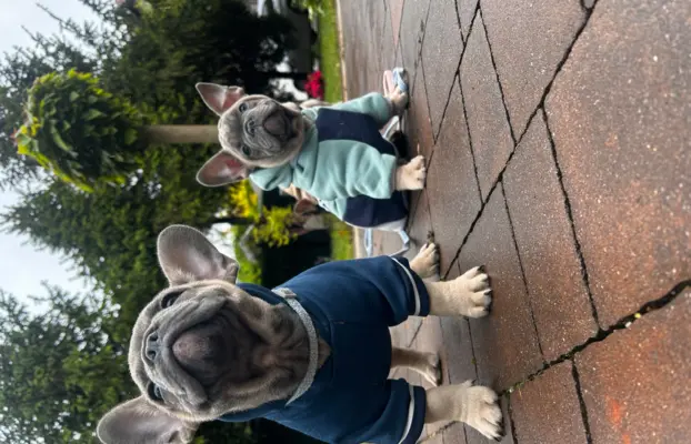Buldog francuski – maluchy gotowe do odbioru 1