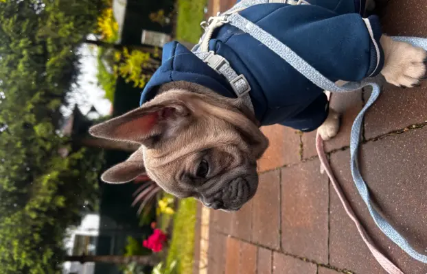 Buldog francuski – maluchy gotowe do odbioru 6