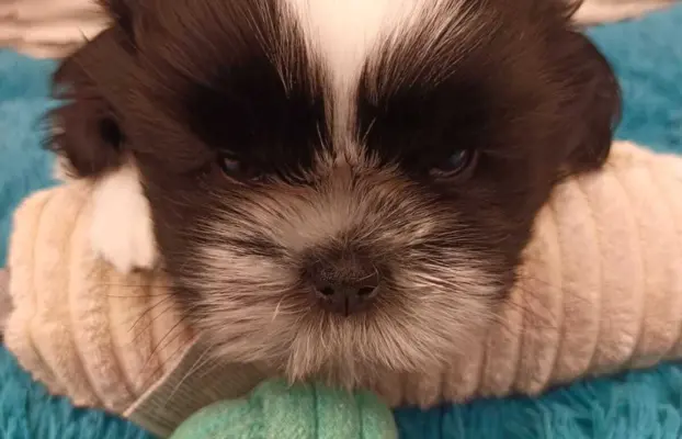 Shih Tzu 4-ro pokoleniowy rodowód (Ernest) 1