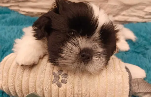 Shih Tzu 4-ro pokoleniowy rodowód (Ernest) 2