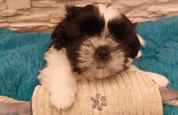 Shih Tzu 4-ro pokoleniowy rodowód (Ernest) 3