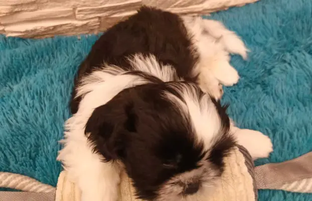 Shih Tzu 4-ro pokoleniowy rodowód (Ernest) 4