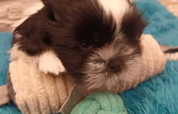 Shih Tzu 4-ro pokoleniowy rodowód (Ernest) 5