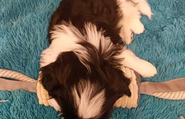 Shih Tzu 4-ro pokoleniowy rodowód (Ernest) 6