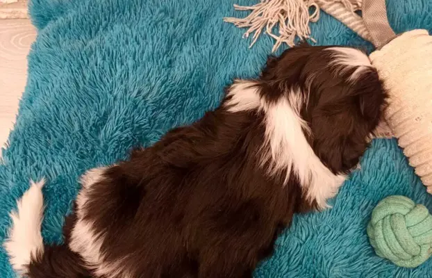 Shih Tzu 4-ro pokoleniowy rodowód (Ernest) 7