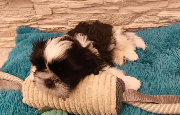 Shih Tzu 4-ro pokoleniowy rodowód (Ernest) 8