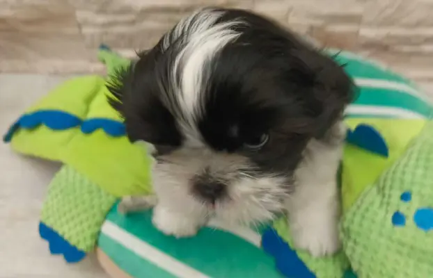 Shih Tzu 4-ro pokoleniowy rodowód (Elwis) 1