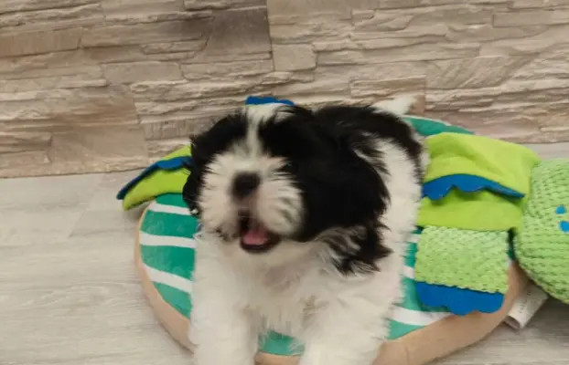 Shih Tzu 4-ro pokoleniowy rodowód (Elwis) 2