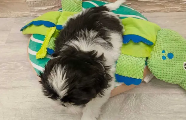 Shih Tzu 4-ro pokoleniowy rodowód (Elwis) 3