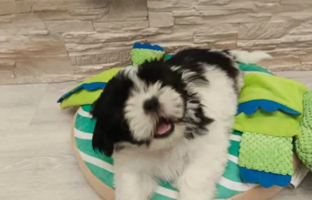 Shih Tzu 4-ro pokoleniowy rodowód (Elwis) 4