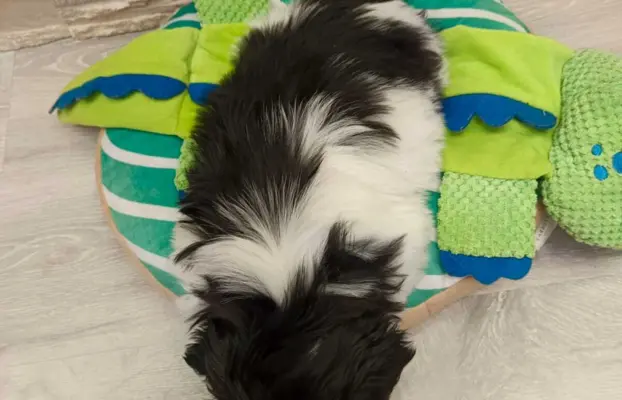 Shih Tzu 4-ro pokoleniowy rodowód (Elwis) 5