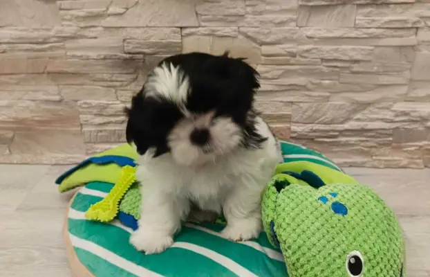 Shih Tzu 4-ro pokoleniowy rodowód (Elwis) 6