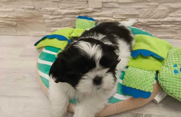 Shih Tzu 4-ro pokoleniowy rodowód (Elwis) 7