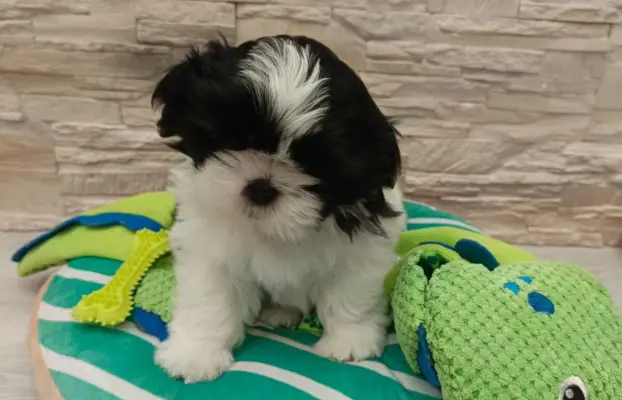 Shih Tzu 4-ro pokoleniowy rodowód (Elwis) 8