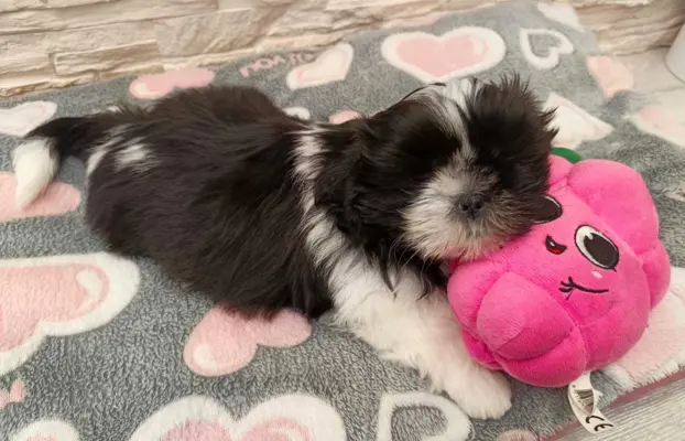 Shih Tzu 4-ro pokoleniowy rodowód (Eliza) 1