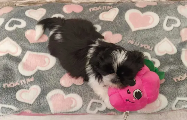 Shih Tzu 4-ro pokoleniowy rodowód (Eliza) 2