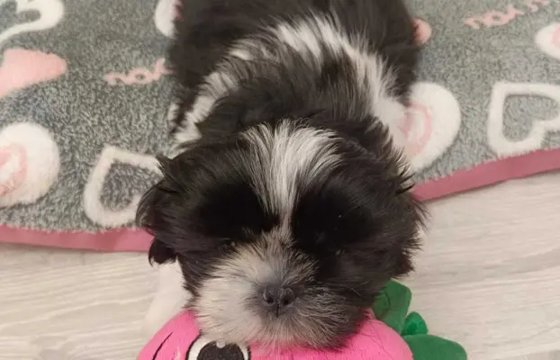 Shih Tzu 4-ro pokoleniowy rodowód (Eliza) 3