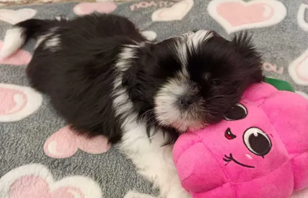 Shih Tzu 4-ro pokoleniowy rodowód (Eliza) 4