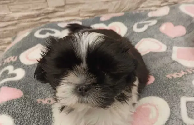 Shih Tzu 4-ro pokoleniowy rodowód (Eliza) 5