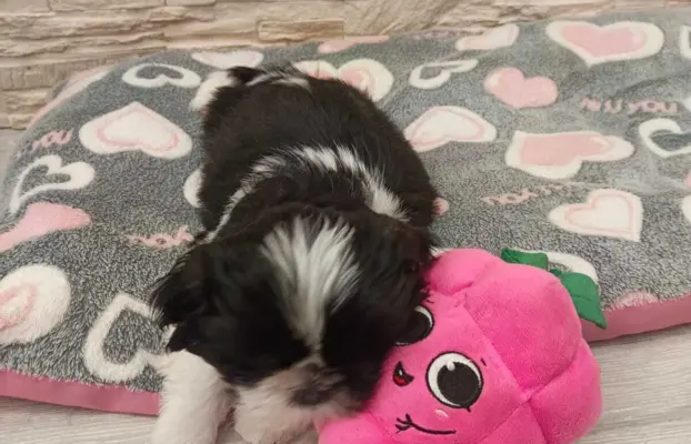 Shih Tzu 4-ro pokoleniowy rodowód (Eliza) 6