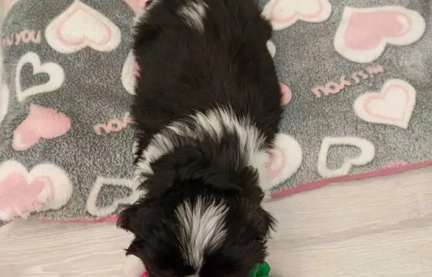 Shih Tzu 4-ro pokoleniowy rodowód (Eliza) 7