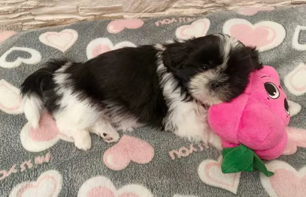 Shih Tzu 4-ro pokoleniowy rodowód (Eliza) 8