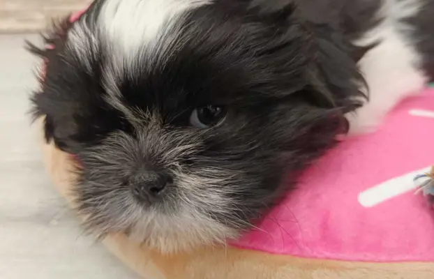 Shih Tzu 4-ro pokoleniowy rodowód (Edzia) 1