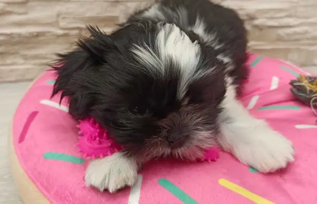 Shih Tzu 4-ro pokoleniowy rodowód (Edzia) 2