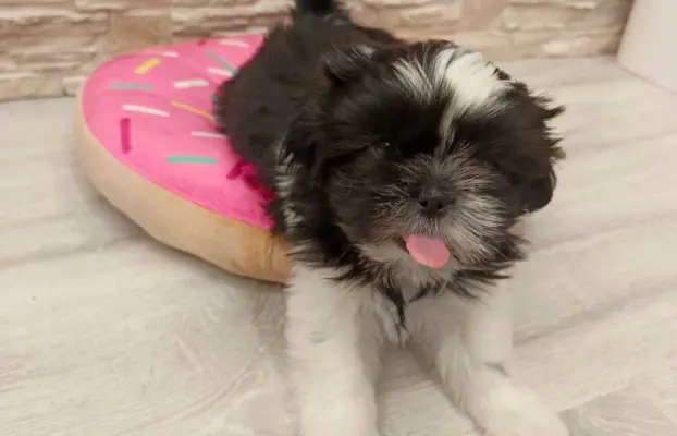 Shih Tzu 4-ro pokoleniowy rodowód (Edzia) 3