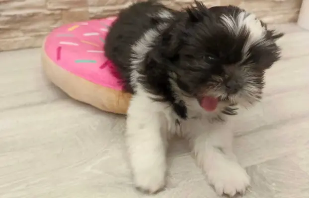 Shih Tzu 4-ro pokoleniowy rodowód (Edzia) 4