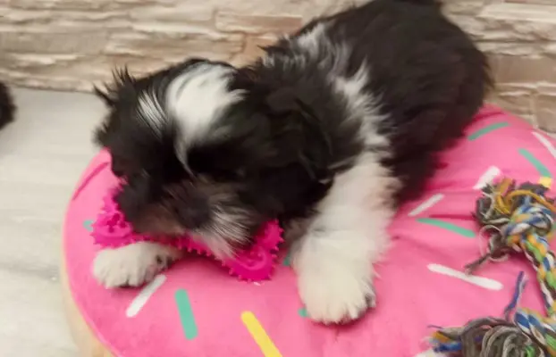 Shih Tzu 4-ro pokoleniowy rodowód (Edzia) 5