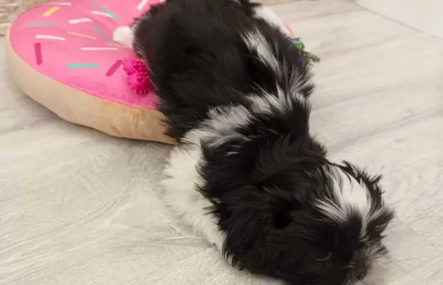 Shih Tzu 4-ro pokoleniowy rodowód (Edzia) 6