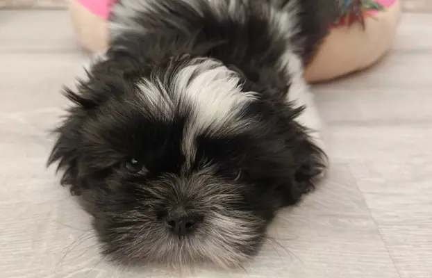Shih Tzu 4-ro pokoleniowy rodowód (Edzia) 7