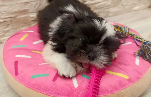 Shih Tzu 4-ro pokoleniowy rodowód (Edzia) 8