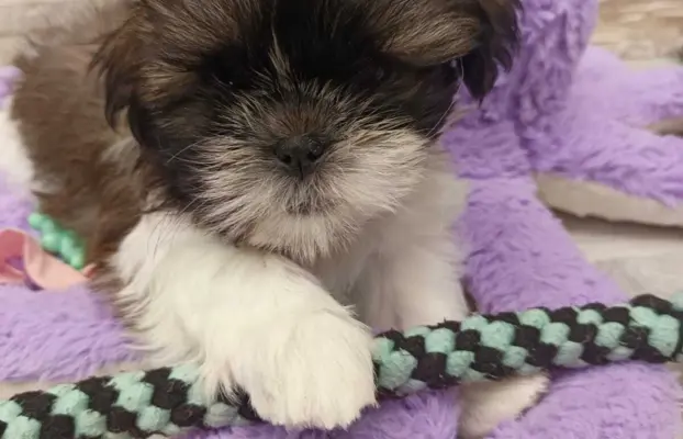 Shih Tzu 4-ro pokoleniowy rodowód (Edek) 1