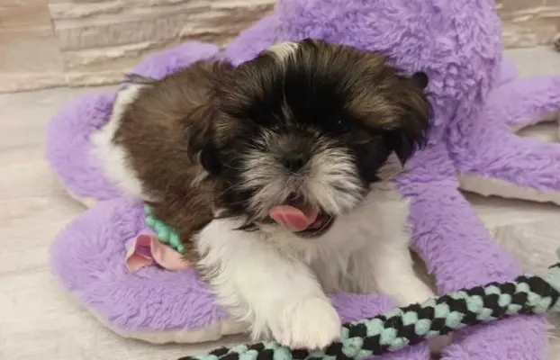 Shih Tzu 4-ro pokoleniowy rodowód (Edek) 2