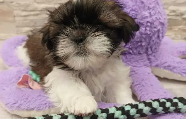 Shih Tzu 4-ro pokoleniowy rodowód (Edek) 3