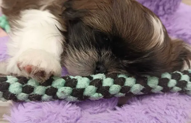 Shih Tzu 4-ro pokoleniowy rodowód (Edek) 4