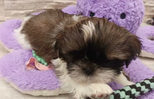 Shih Tzu 4-ro pokoleniowy rodowód (Edek) 5