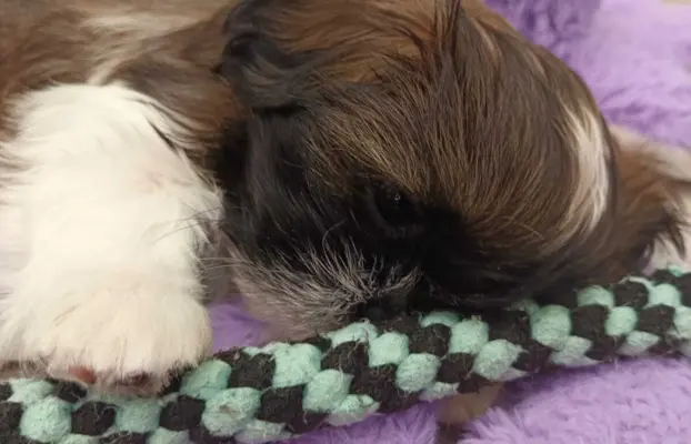 Shih Tzu 4-ro pokoleniowy rodowód (Edek) 6