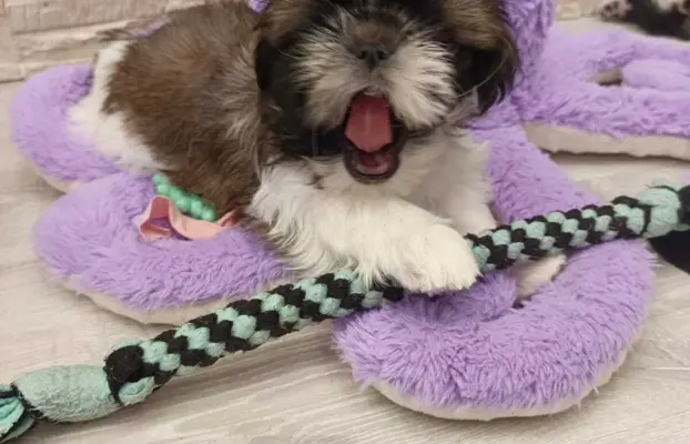Shih Tzu 4-ro pokoleniowy rodowód (Edek) 7